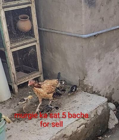 5 bacha or sat murgie ha 6000 ki