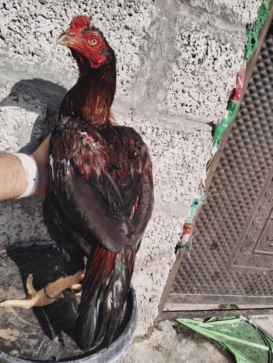 Aseel lakha murga for sale/exchange