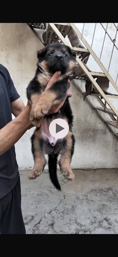 German shepherd non pedigree