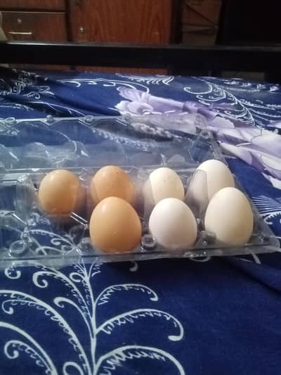 Fertile eggs available and non-fertile eggs also available