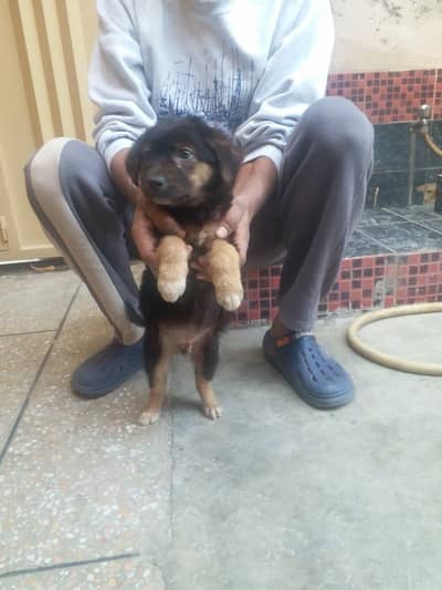German shepherd age 2 months  urgent sale