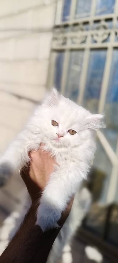 Persian Pekki punch face triple coat kittens