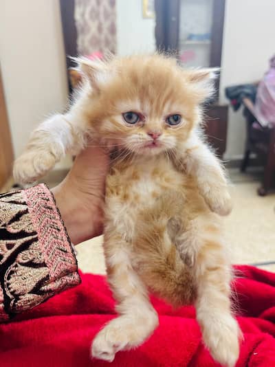 Parsian female kitten for sale WhatsApp number 03004290642