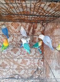 love birds setup for sale
