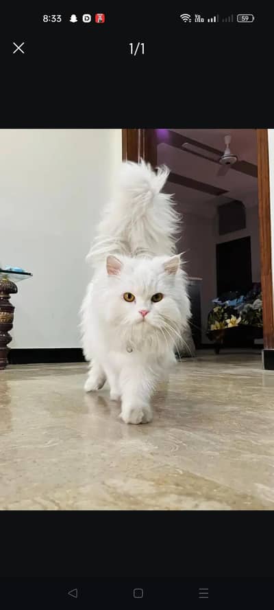 White Persian Double Coat