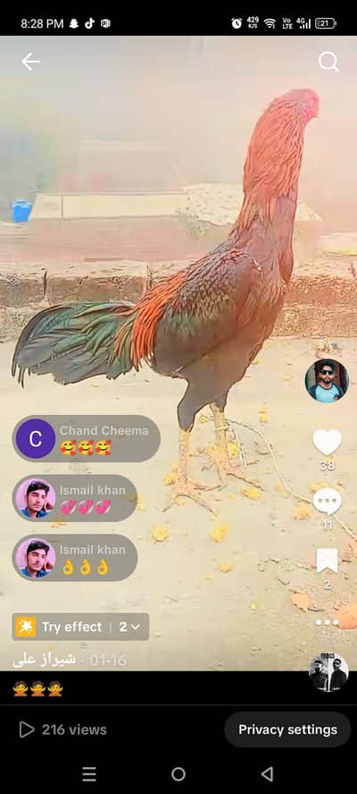 bohat he acha murga ha jiss bhaii by Lena ha wo message karly