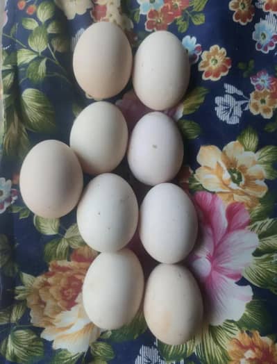 Herra eggs available pure