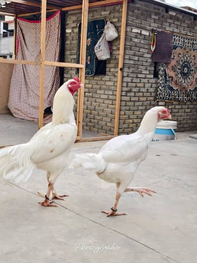 pure hera pair available