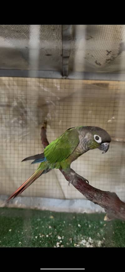 Green cheek conure and love bird