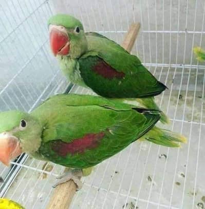 kashmiri Raw Male and Female