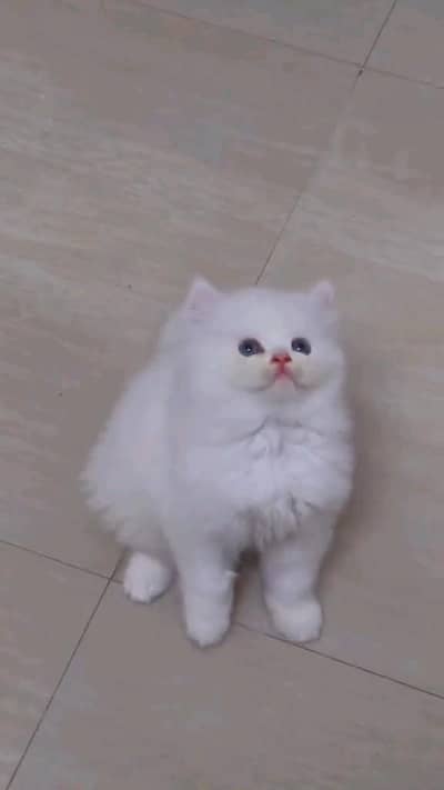 Persian kitten for urgent sale my WhatsApp number 032869729ten