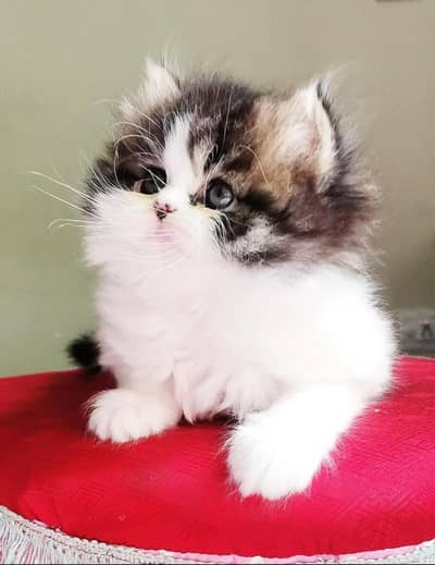Persian kittens | punch face kittens for sale
