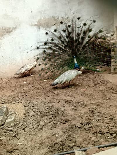 2 male 3 female . . . Per Pair ki price hai 45k