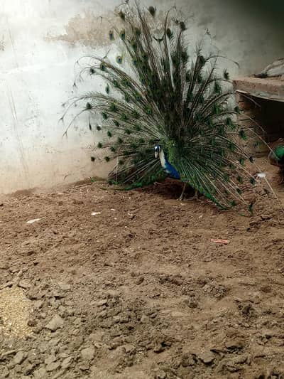 2 male 3 female . . . Per Pair ki price hai 45k