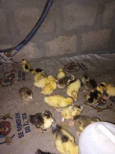 duck chicks (batakh chuza )