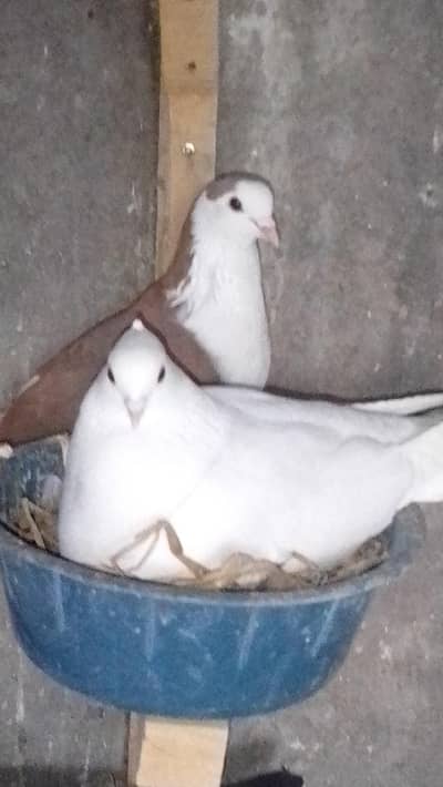 fancy pigeon