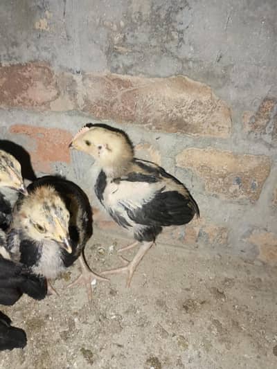 Hight quilty Aseel Bigam lasani