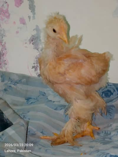 Golden Buff heavy Cochin