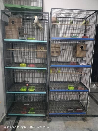 mix birds 03007902485