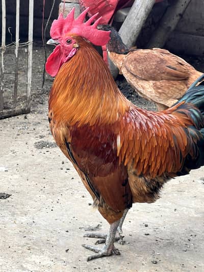 Golden Misri 1 Murgha 3 Murghian Anday dene wali