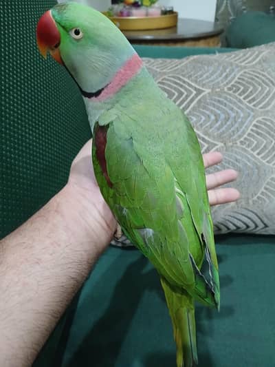 Alexanderine parrot