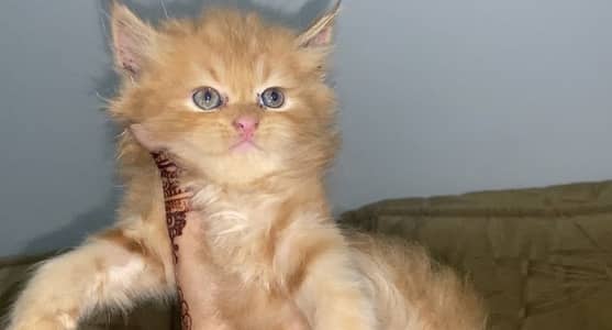 Male kitten available for sale