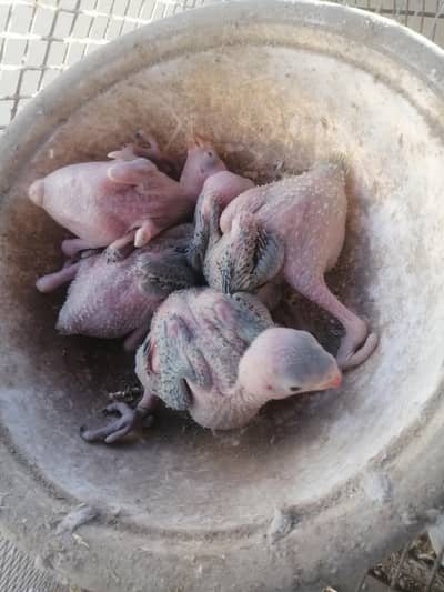 Green Ring Neck Chicks available