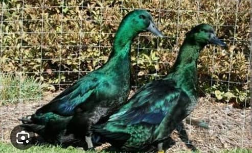 Black cayuga chicks for sale