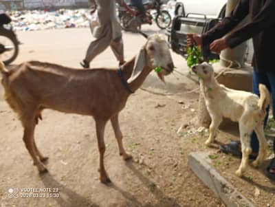 2 Bakria With One Kid