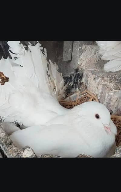 Breeder pair lucky kabootar