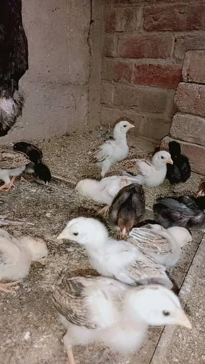 Sindhi Aseel chicks