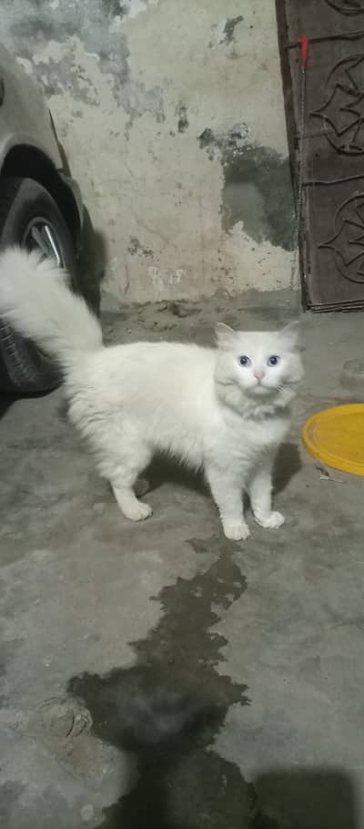 cat  for sale 03009695150