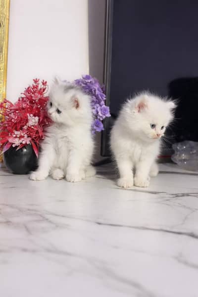 Catt kittens