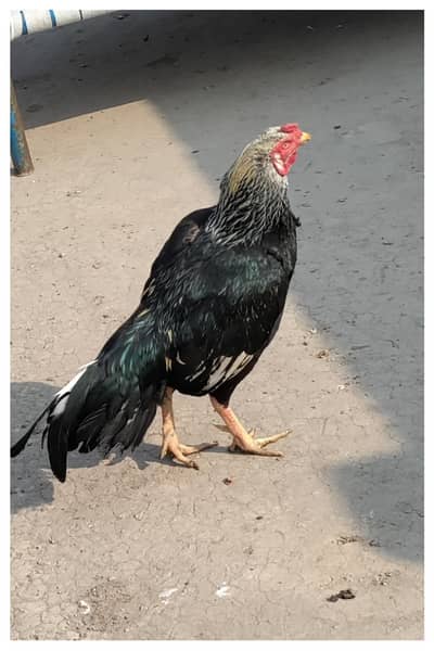 Aseel Murga for Sale