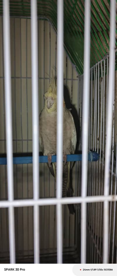 cockatiel for sale pair 2 year old