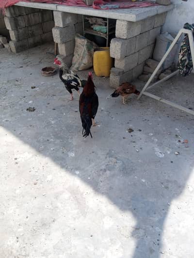 Aseel murga for sale 03029665947