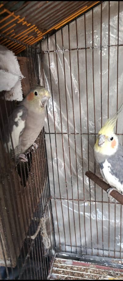 Grey Cocktail Breeder pair