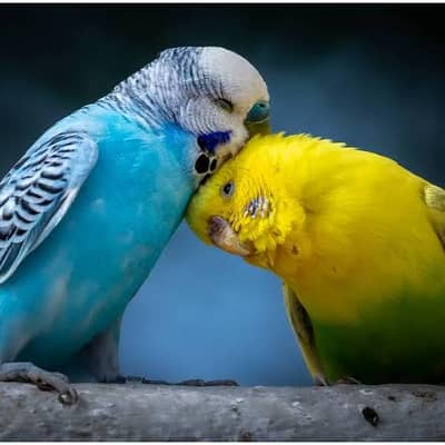 "Healthy budgie male females for sale''