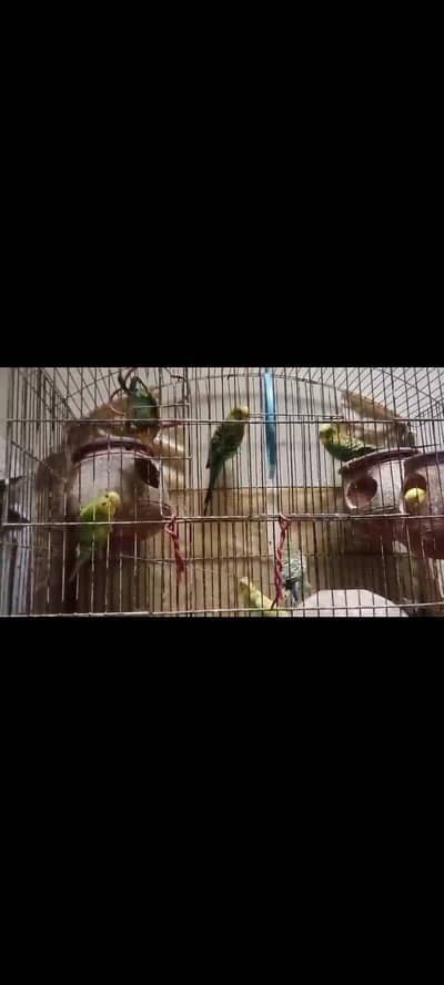 Breeder Budgies
