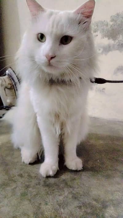 male cat argent sale