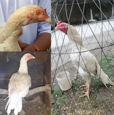 1 Heera Male 2 heera female for salel