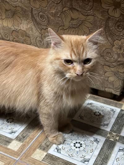 Persian Pair With full  Accessories Deal