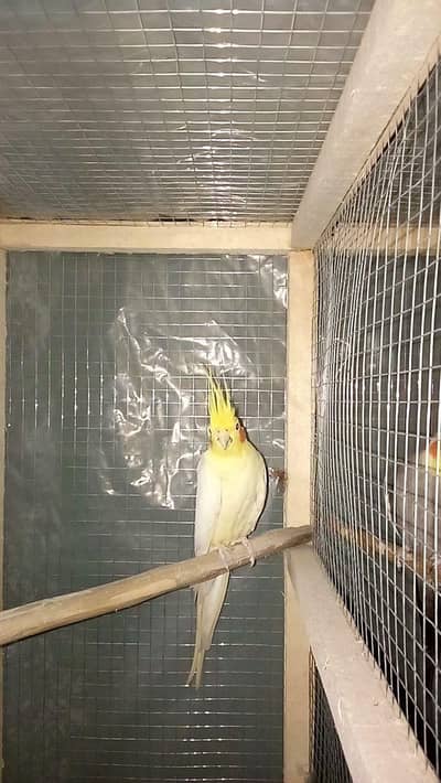 Cocktail pair  for sale