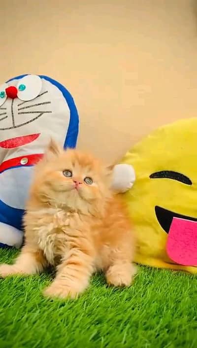 Persian kitten for urgent sale my WhatsApp number 032869729ten