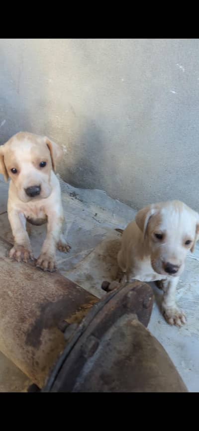 English Pointers Puppy White