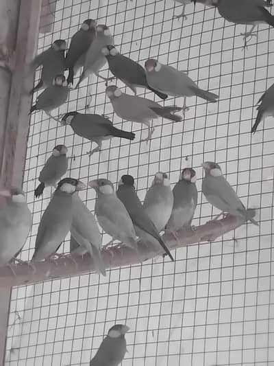 Silver and Grey Java Pathay looking for new home