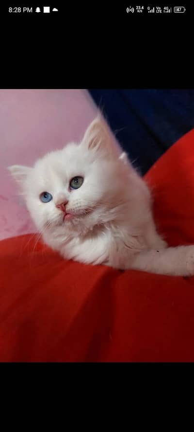 Persian triple coat add eyes kittens