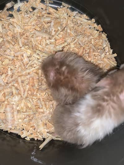 For sale hamster