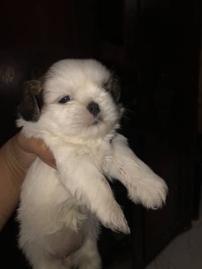 Shihtzu puppies 45 days available