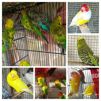 Budgies hogoromo and other